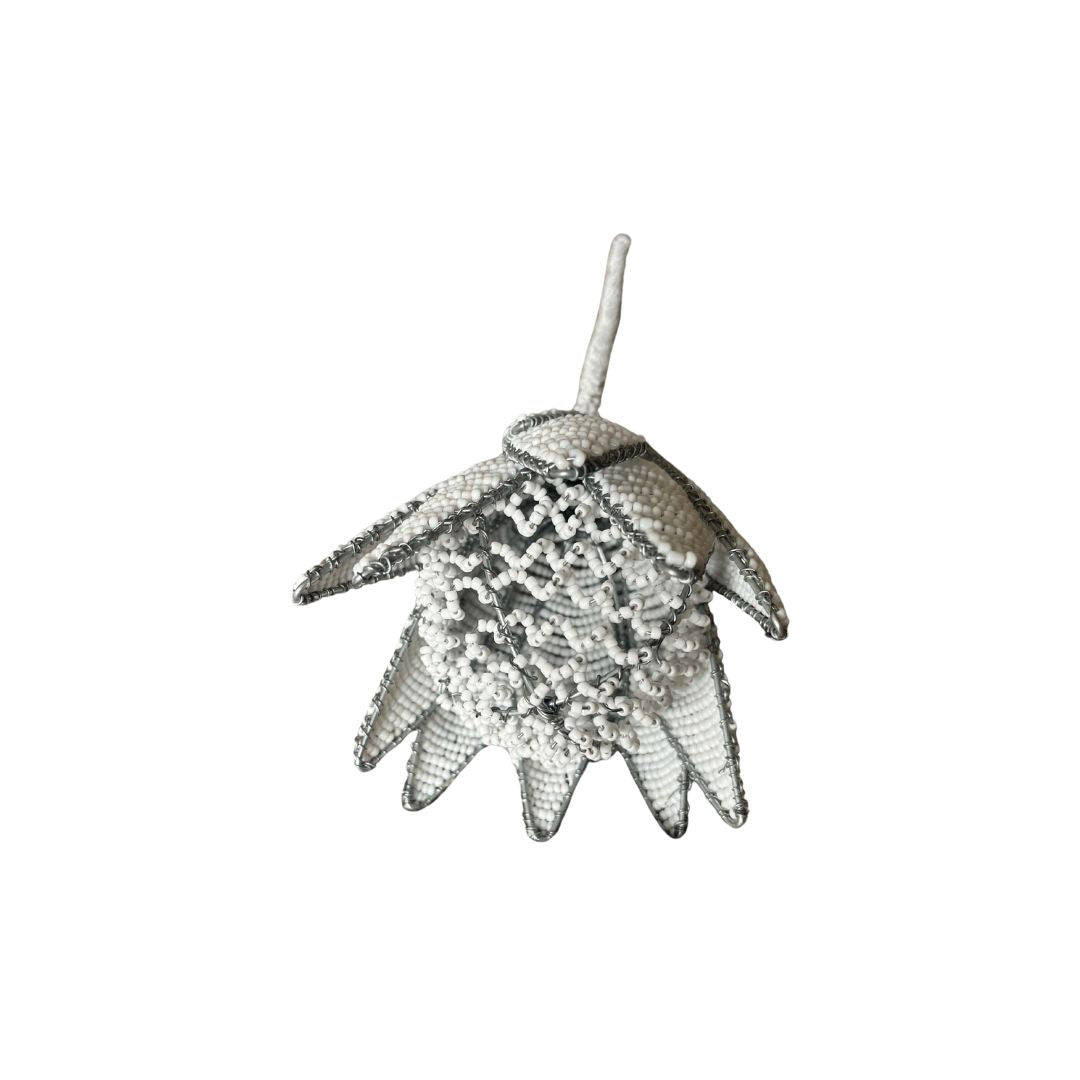 African Beaded Protea - White