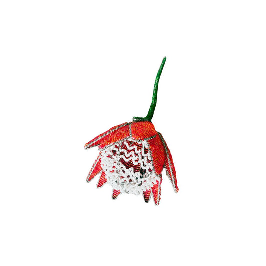 African Beaded Protea - Red