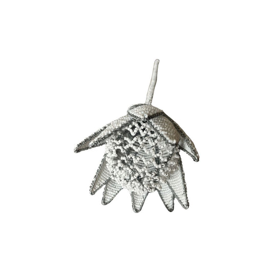African Beaded Protea - White