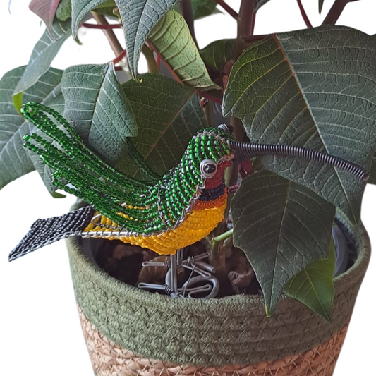 African Beaded Birds - Sun Bird